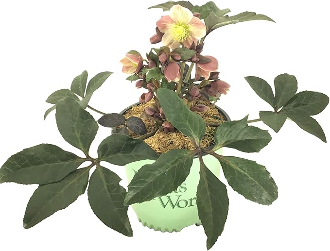 Gold Collection Merlin Lenten Rose - Helleborus Merlin - 19cm