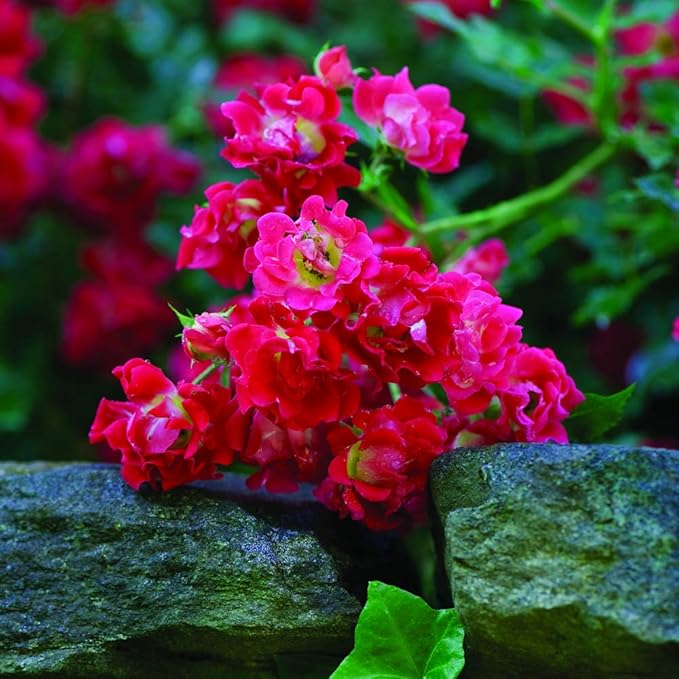 PERFECT PLANTS Red Drift Rose Live Plant, 1 Gallon, Dark Green