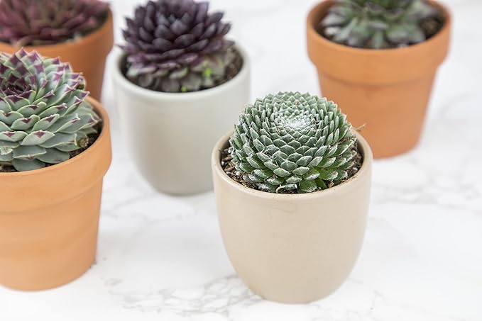 Succulent Plants | 20 Sempervivum Succulents | Rooted in Planter Pots with Soil | Real Live Indoor Plants | Gifts or Room Decor by Plants for Pets