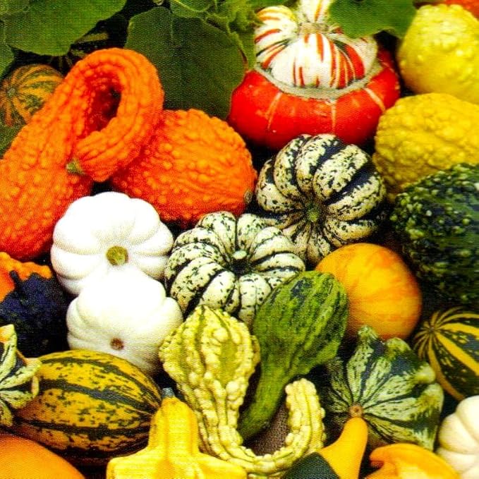 Decorative Pumpkin Seed Mix Ornamental Gourd Squash Mix 10 Non-GMO Seeds for Planting