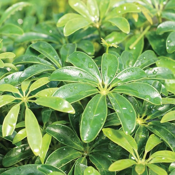 Brussel's Bonsai Live Hawaiian Umbrella Bonsai Tree - Small, 3 Year, 4 to 7 Inches Tall - Indoor Bonsai Tree with Bonsai Pot and Bonsai Tray