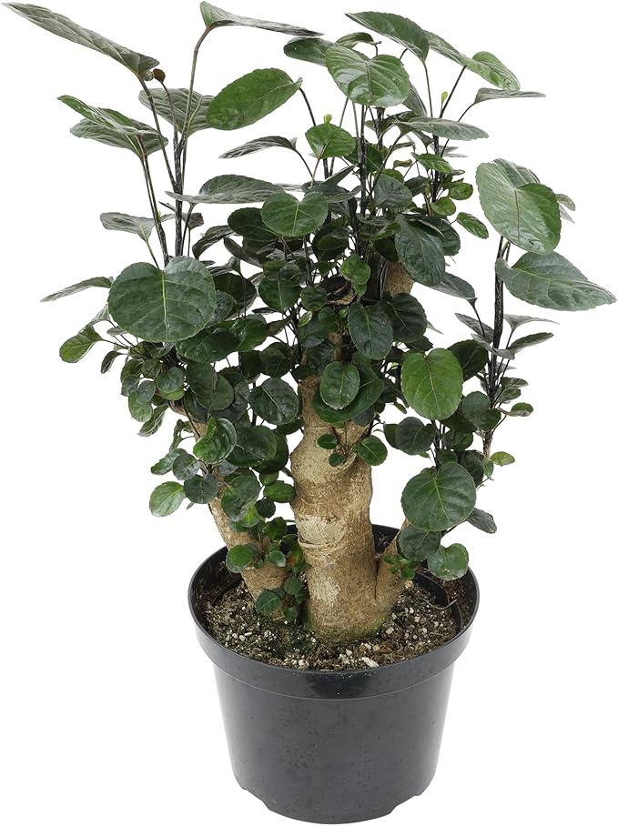 8" Fabian Stump Aralia, Rare House Plants Live Indoor House Plants, Exotic House Plants Indoors Live Plants Indoor, Rare Plants Live Houseplants Live Indoor Plants Live Houseplants by Plants for Pets