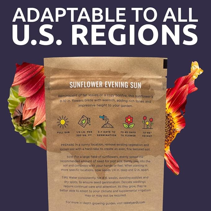 Evening Sun Sunflower Seeds - Bulk 1/4 Pound Bag - Over 5,000 Fresh Open Pollinated Non-GMO Flower Seeds - Helianthus annus - Large Glowing Blooms