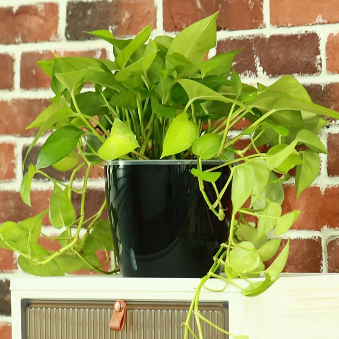 Planterhoma 6.7 Inch Self Watering Pots for Indoor Plants, 6 Packs African Violet Pots with Water Indicator and Black Wick Pots, Self Watering Planters for Devil's Ivy, Indoor Plant Pots, Black