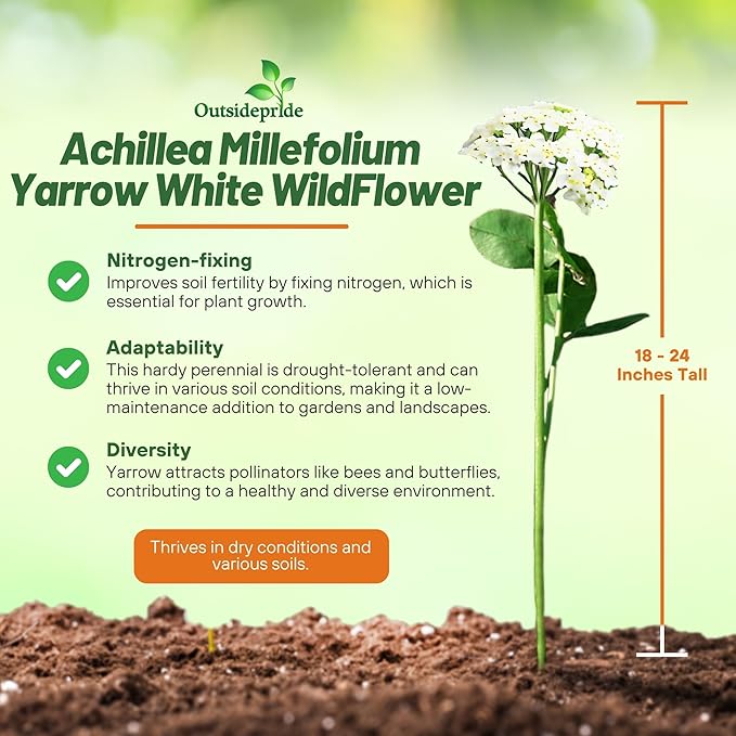 Outsidepride Achillea Millefolium Wild White Yarrow Seeds - 1/4 Lb. Perennial Flower Seeds, Drought Resistant, Low Maintenance & Easy Planting for Beautiful Garden & Fireflies Attraction