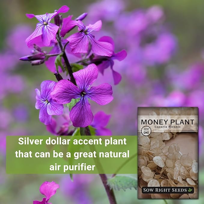 Sow Right Seeds - Money Plant Seeds - Honesty or Silver Coin Plant - Non-GMO Heirloom Seeds - Indoor or Outdoor - Full Instructions for Planting and Growing a Flower Garden - Great Gardening Gift (3)