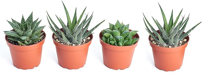 Shop Succulents | Haworthia Collection | Assortment of Hand Selected, Fully Rooted Alluring Miniature Aloe Live Indoor Succulent Plants, 4-Pack, Mix