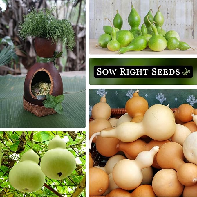 Sow Right Seeds - Bottle Gourd Seed for Planting - Non-GMO Heirloom Packet with Instructions to Plant and Grow an Outdoor Home Vegetable Garden - Ornamental Birdhouse Gourd for Crafting and Decor (3)