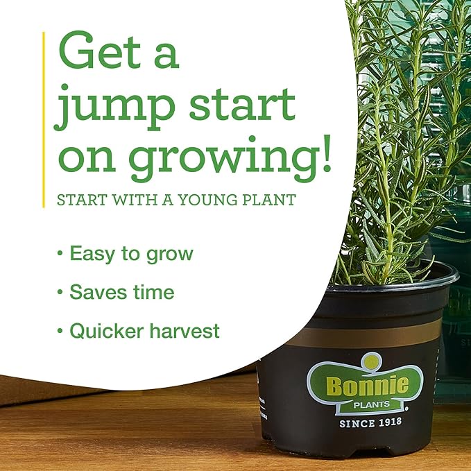 Bonnie Plants Red Bell Pepper Live Vegetable Plants - 4 Pack, Non-GMO, 2 - 3 Ft Plants, 4.5 x 4 Inch Pepper Size