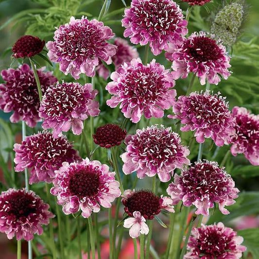 Outsidepride 200 Seeds Perennial Maroon Beaujolais Bonnets Scabiosa Pincushion Flower Seeds for Planting
