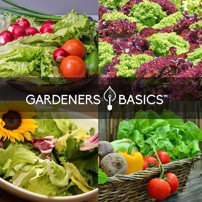 Gardeners Basics, Salad Greens Lettuce Seeds Heirloom Vegetable Seed 23,000 Seeds for Planting Indoors and Outdoor 10 Packs - Buttercrunch, Romaine, Iceberg, (and More) Leaf and Head Variety Pack
