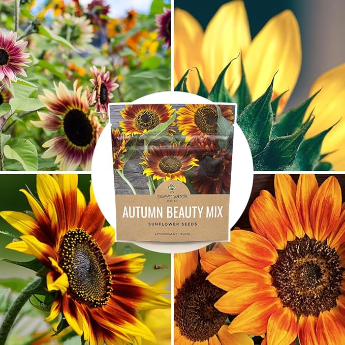 Autumn Beauty Sunflower Seeds – Extra Large Packet – Over 1,400 Open Pollinated Non-GMO Wildflower Seeds – Helianthus annus – Beautiful Shades of Gold, Bronze, Yellow, and Purple