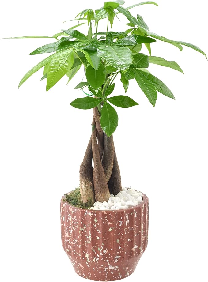 Arcadia Garden Products LV48 Money Tree, Live Indoor Plant in Speckled Splash Ceramic Planter for Home, Work, or Gift, Red