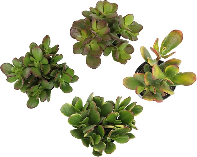 Altman Plants Live Jade Plant Collection (4PK), Classic Jade Plants in 2.5" Pots, Mini Succulents, Sunset Jade, Live Succulents, Crassula Ovata, Variegated Live Plants & House Plants in Succulent Soil