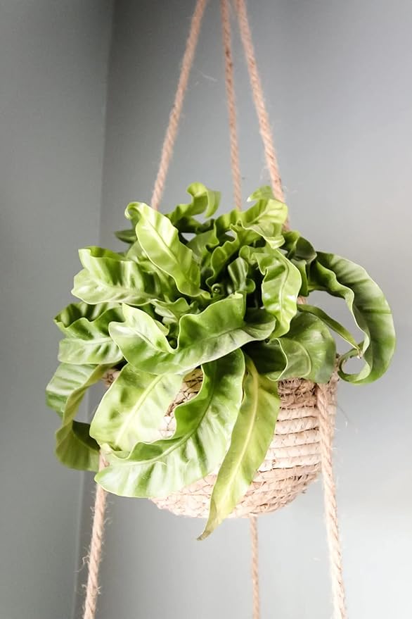 Hurricane Plant Potting Soil - Promotes Optimal Drainage and Aeration for Vibrant Foliage - 3 Quart