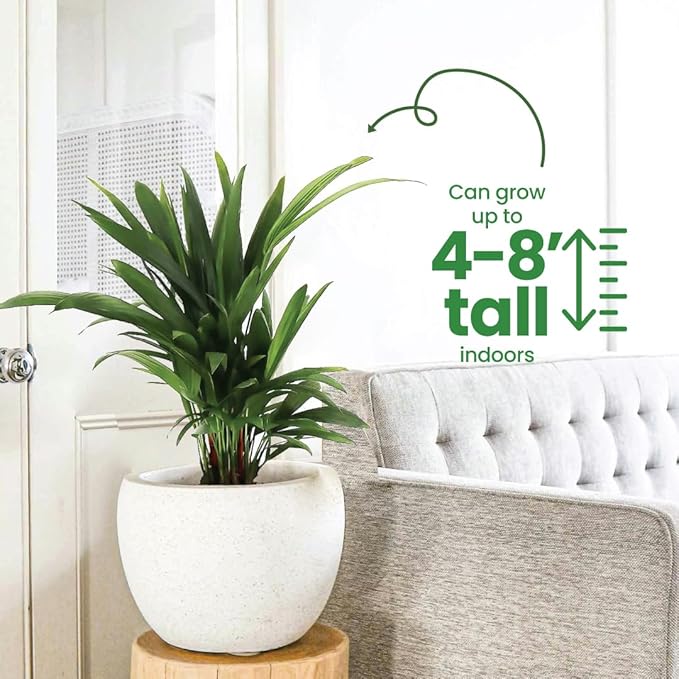 American Plant Exchange Lipstick Palm, Sealing Wax Live Plant, 10" Pot, Exotic Palm Tree, Green Foliage