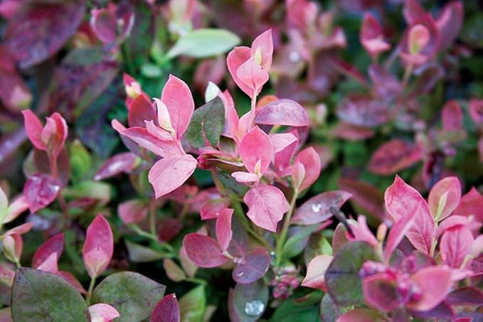 Bushel and Berry™ - Vaccinium Pink Icing (Blueberry) Edible-Shrub, , #2 - Size Container