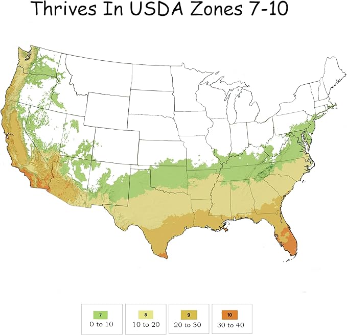 2.25 Gal. Tea Olive Osmanthus