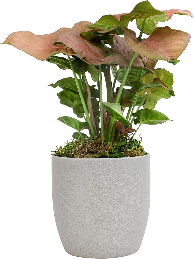 Arrowhead Plant/Syngonium Plant Live Plant Decor, Office Desk Plant, Live Indoor House Plants, Decorative Plants, House Plants Indoors Live Plants Indoor Plants Live Houseplants by Plants for Pets