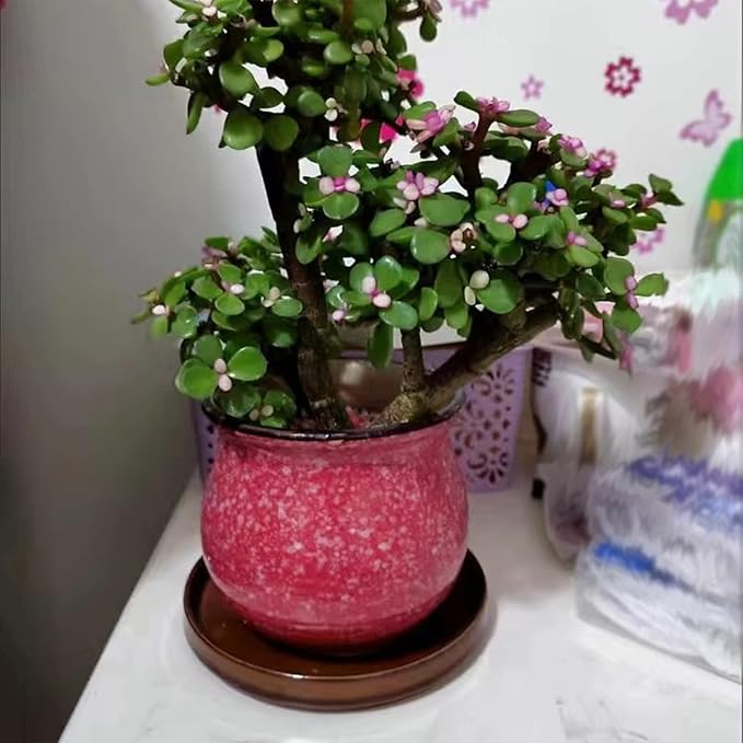 Ceramic Plant Saucer 7 Inch, 2 Pack Round Plant Trays for Indoors/Outdoors, Flower Pot Saucers for Holding Water Drips and Soil, Ceramic Drainage Tray for Plant Pot (Brown)