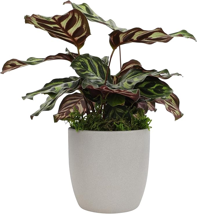 Non-Toxic Calathea Prayer Plant Decor, Desk Plant in 4" Stone Planter, Pet Safe Plants, Live Plant for Low Light Home, Calathea Plant Gift, Decorative Plants & House Plants by Plants for Pets