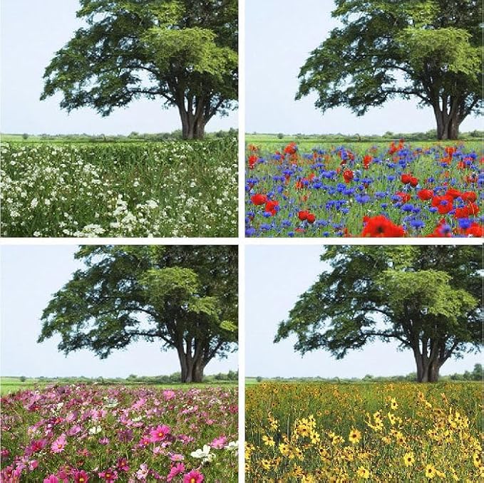 Eden Brothers Endless Summer Annual Succession Flower Mixed Seeds for Planting, 1 lb, 480,000+ Seeds with Cosmos | Attracts Pollinators, Plant in Spring or Fall, Zones 3, 4, 5, 6, 7, 8, 9, 10