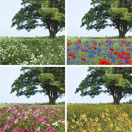 Eden Brothers Endless Summer Annual Succession Flower Mixed Seeds for Planting, 1 lb, 480,000+ Seeds with Cosmos | Attracts Pollinators, Plant in Spring or Fall, Zones 3, 4, 5, 6, 7, 8, 9, 10