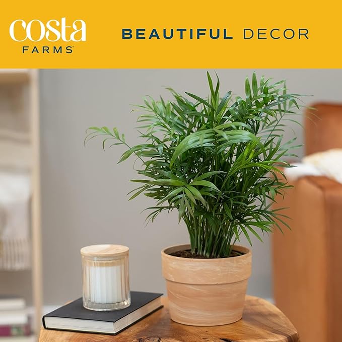 Costa Farms Neanthebella Palm Parlor Palm Live Indoor Plant 12-Inches Tall, Ships in Grower's Pot