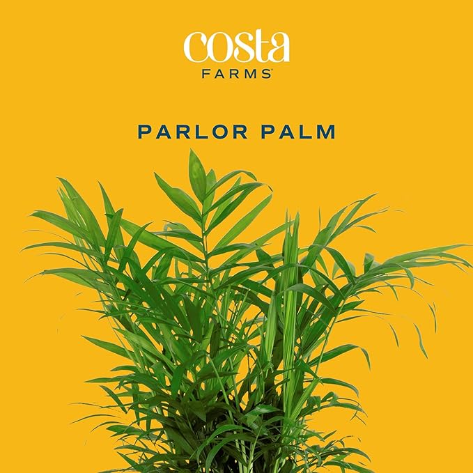 Costa Farms Neanthebella Palm Parlor Palm Live Indoor Plant 12-Inches Tall, Ships in Grower's Pot