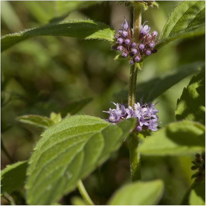 Seed Needs, Pennyroyal Mint Seeds - 1,000 Heirloom Seeds for Planting Mentha pulegium - Medicinal Herb Non-GMO & Untreated for Indoor/Outdoor Gardens (5 Packs)