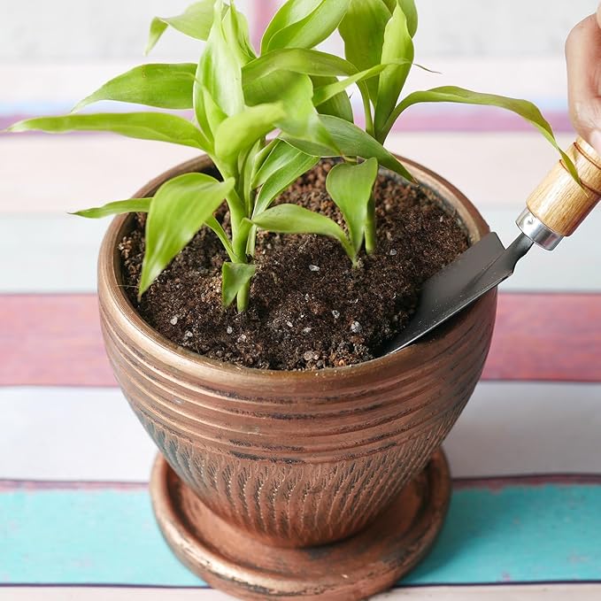 Premium Lucky bamboo Soil Mix 10qt, Indoor Plants Potting Mix for All Potted Luncky bamboo, Promote Healthy Growth and Longevity