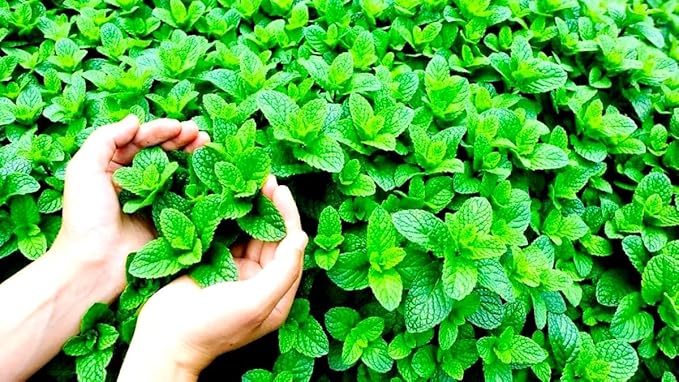 Peppermint Seeds 1000+ Seeds for Planting