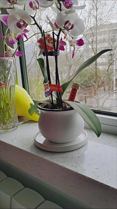 Ceramic Plant Saucer Pot Tray 10 Inch, Planter Saucers 4 5 6 7 8 9 10 11 12 13 Inch for Indoors Outdoor, Durable Sturdy Flower Drainage drip Water Tray for Glazed Pots Base (10.7 Inch-White)