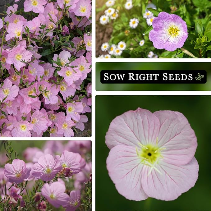 Sow Right Seeds - Showy Evening Primrose Flower Seeds for Planting - Non-GMO Heirloom Packet with Instructions - Native Wildflower for Pollinators - Perennial Pink Ladies, Mexican Evening Blooms (2)