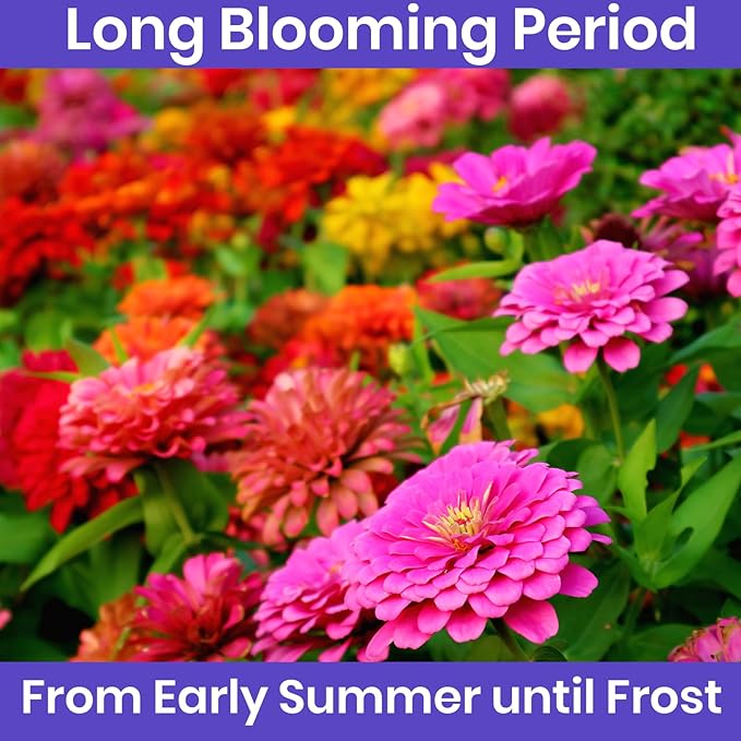 NatureZ Edge Zinnia Seeds for Planting Outdoors – California Giants Flower Seeds, Bulk Semillas de Flores para Sembrar, 1 Oz
