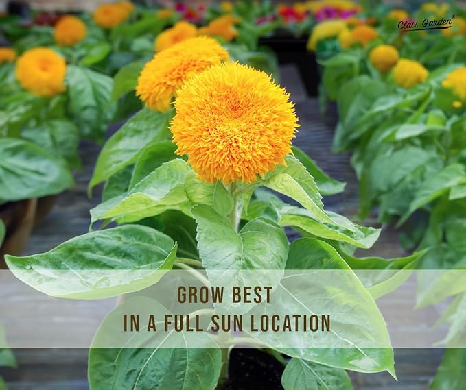 Sunflower Seeds - Teddy Bear - 50 Seeds - Heirloom, Non-GMO, USA Grown, Excellent for Pollinators, Annual, Deer Resistant - Sunflower Seeds for Any Home Garden