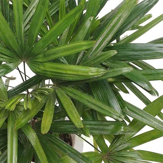 American Plant Exchange Lady Palm Live Plant, Plant Pot for Home and Garden Decor, 10’’ Plant Pot