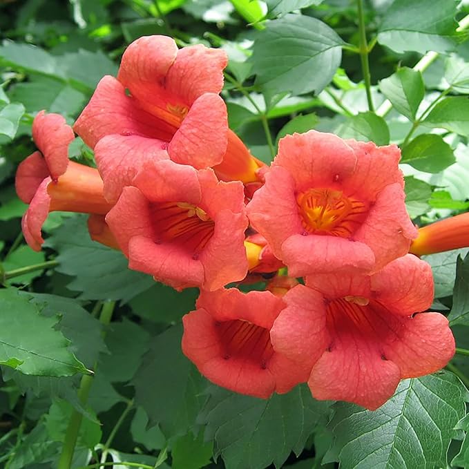 YEGAOL Garden 20Pcs Trumpet Vine Seeds Hummingbird Vine Campsis Radicans Non-GMO Fast-Growing Attract Pollinators Drought Tolerance Garden Plant Flower Seeds