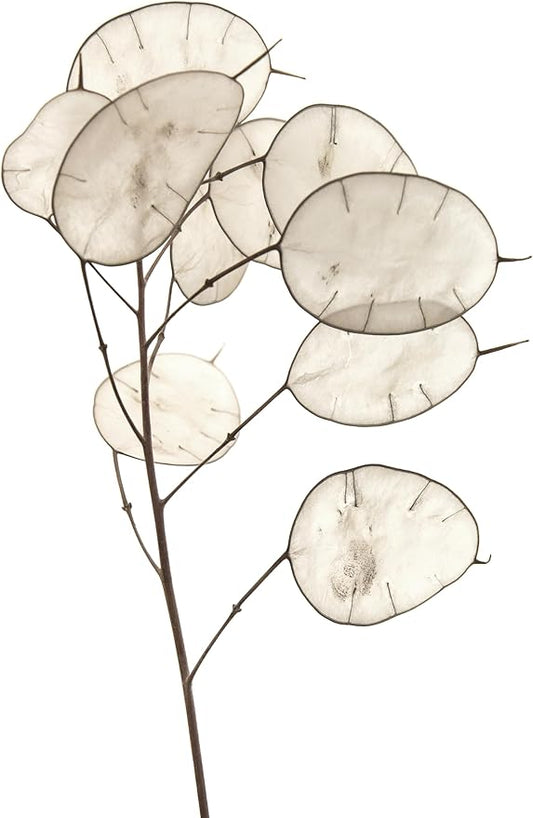 50 Lunaria Biennis Seeds - Silver Dollars, Money Plant, Honesty Plant, Moonwort