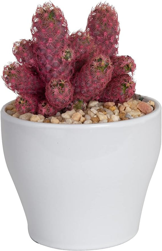 Costa Farms Live Cactus, Live Indoor Desert Gem Cactus in White Ceramic, 7-Inches Tall | Valentines Day Gift | Valentines Day Decoration