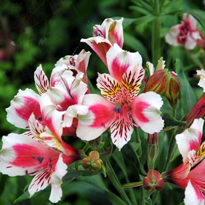 CHUXAY GARDEN Mix Peruvian Llily Seed 20 Seeds Alstroemeria Flower Ornamental Flowering Plant Showy Display Adding a Decorative Appeal