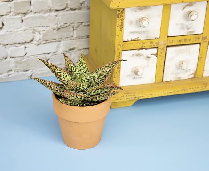Live Aloe Plant Succulents, Star Aloe Plants Live in Clay Pots for Plants, Succulents Plants Live in Potting Soil, Potted Succulents Live Plants, Cactus Plants Live Succulent Plants by Plants for Pets