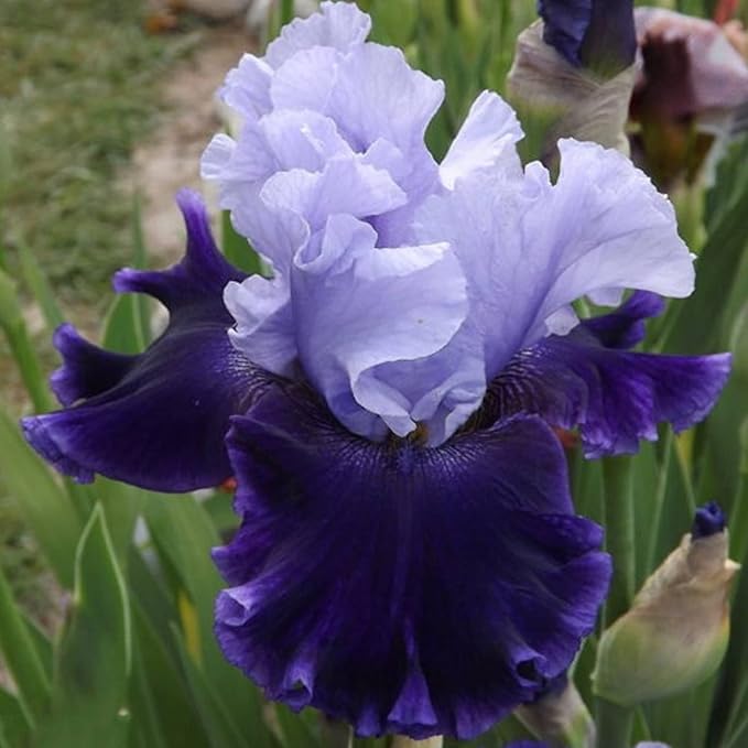 CHUXAY GARDEN 50 Seeds Iris 'Global Crossing' (Bearded Iris),Tall Bearded Iris,Iris Germanica,Late Midseason Irises Hybrid Flowering Plants Drought Tolerant Striking Landscaping Plant Low-Maintenance