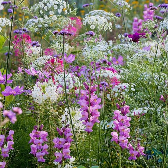 Eden Brothers Vintage Lace Flower Mixed Seeds for Planting, 1 lb, 480,000+ Seeds with Cosmos Gloria, Bishop's Flower, Snapdragon | Attracts Pollinators, Plant in Spring, Zones 3, 4, 5, 6, 7, 8, 9, 10