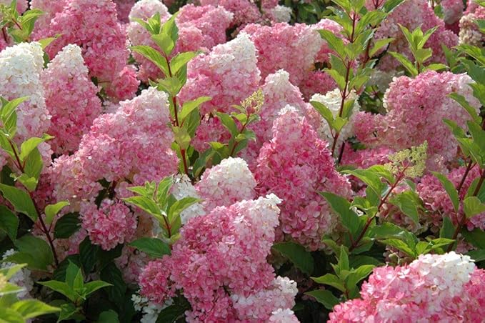 Green Promise Farms Hydrangea PAN. `Vanilla Strawberry` (Panicle) Shrub, 2-Size Container, White/Pink/red Flowers