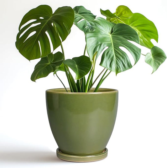 8 Inch Planter - Ceramic Plant Pot with Drainage Hole and Tray Round Planters Modern Flower Pot for Room Home Office Patio Porch Garden Decor Green