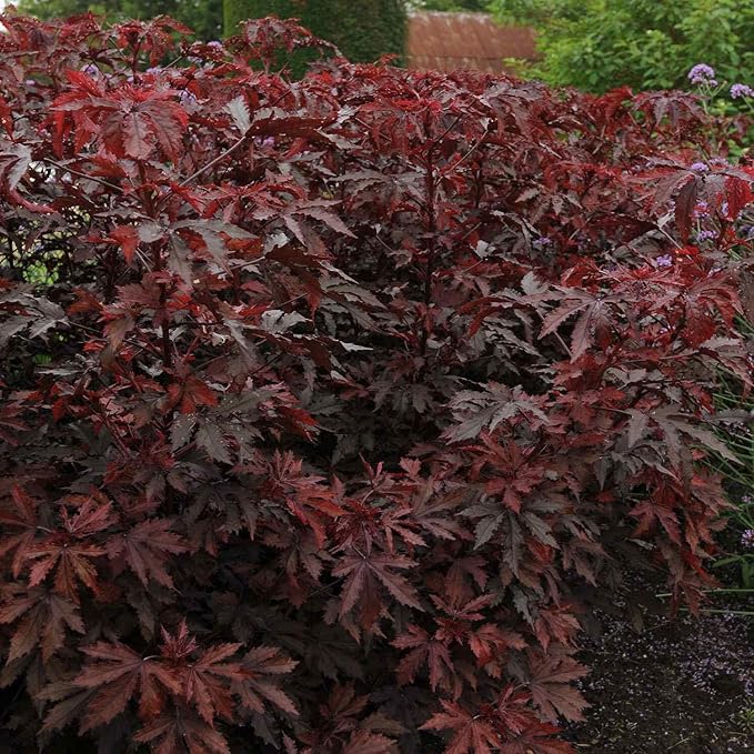 Outsidepride 10 Seeds Perennial Hibiscus Mahogany Splendor Flower Seeds for Planting