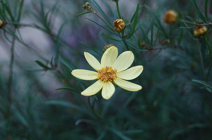 Coreopsis verticillata 'Moonbeam' (Tickseed) Perennial, pale yellow flowers, 1 - Size Container