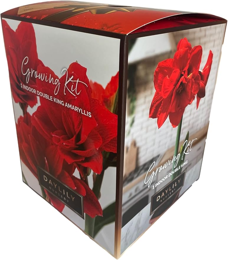 Indoor Amaryllis Kit - Double King - Big Double Red