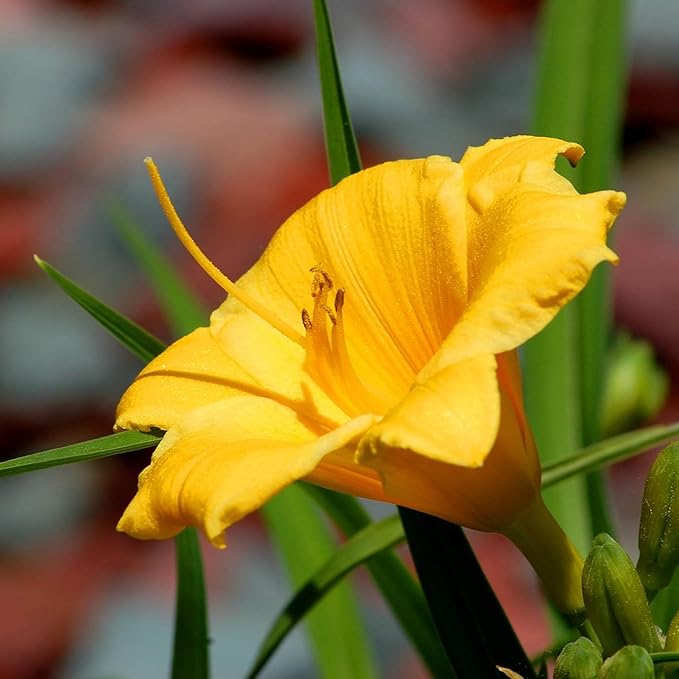 1 Gallon Southern Living Plant Collection Evergreen Stella Daylily